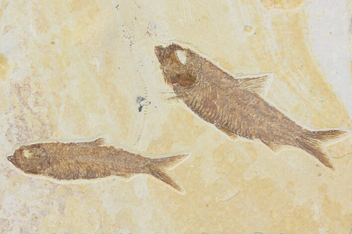 Two Beautiful Fossil Fish (Knightia) - Wyoming #116763
